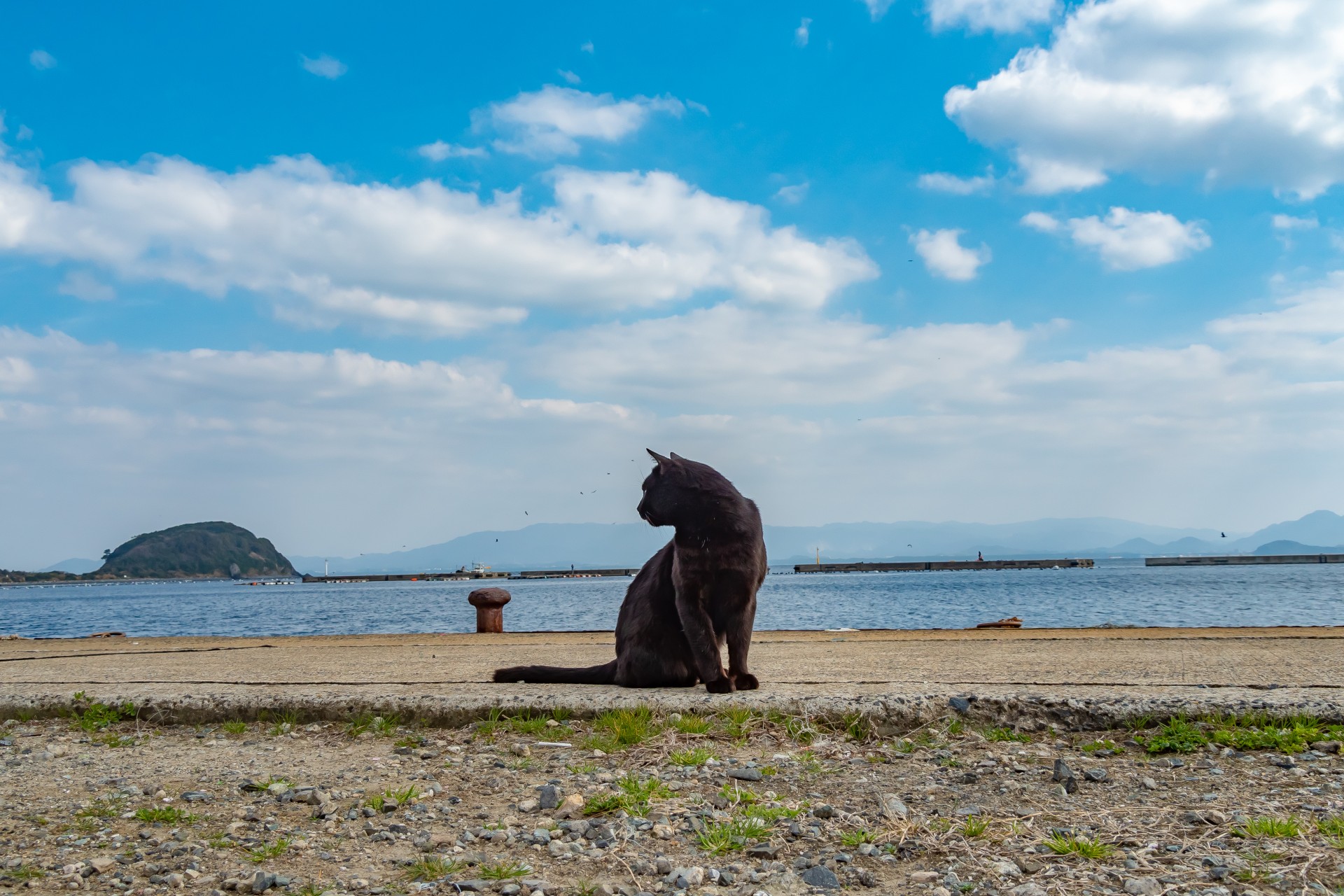 相島の景色と猫