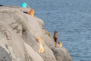 相島の景色と猫