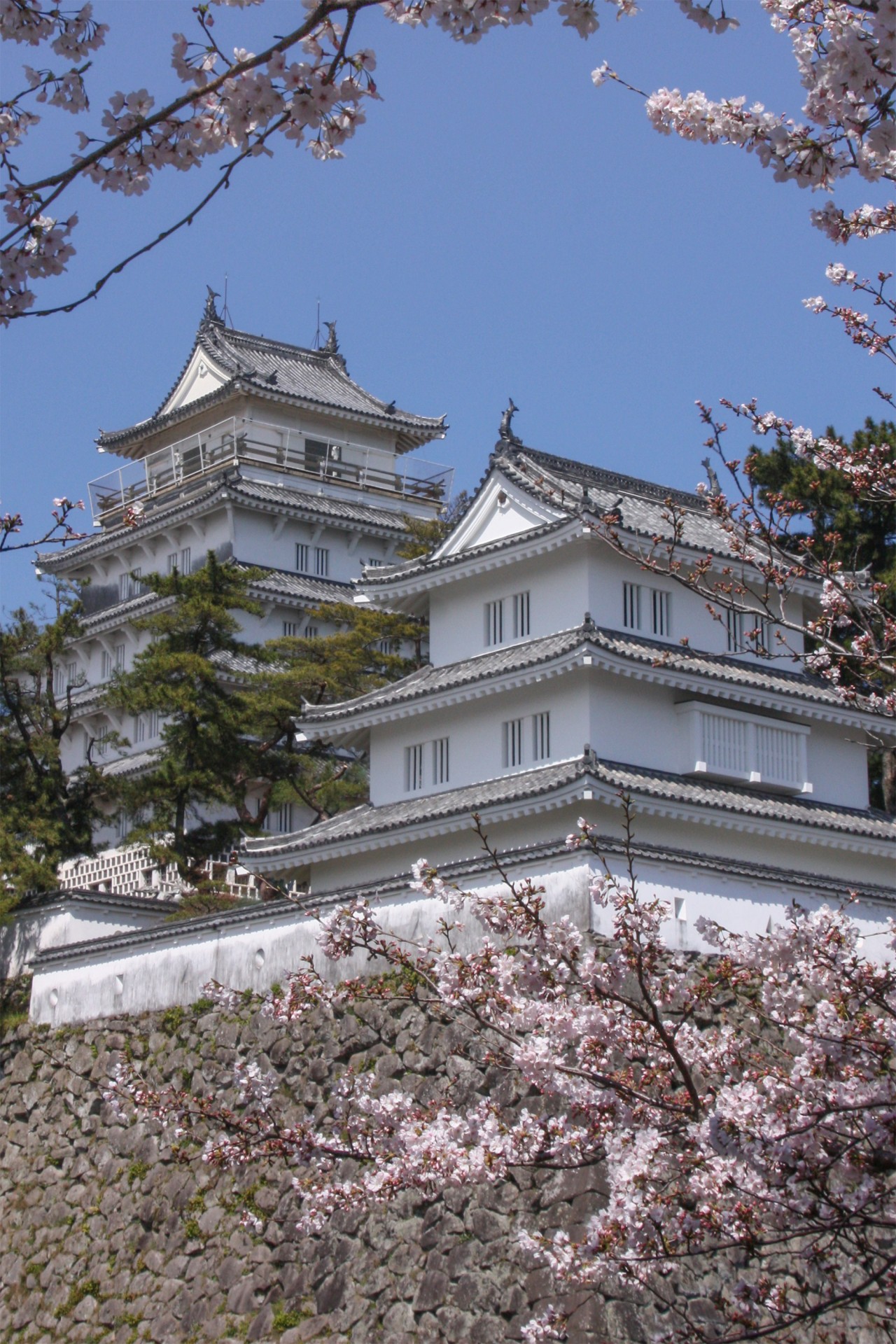 島原城と桜　※