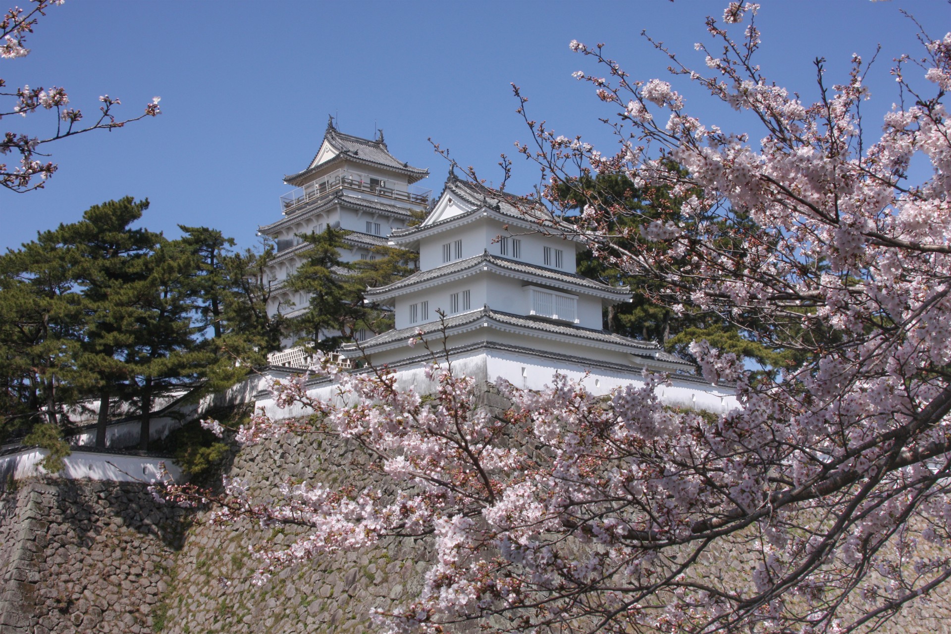 島原城‎と桜　※