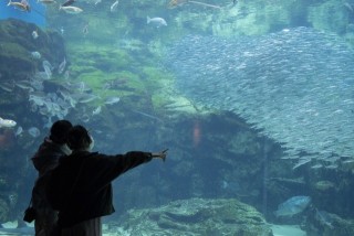 西海国立公園 九十九島水族館”海きらら”　※