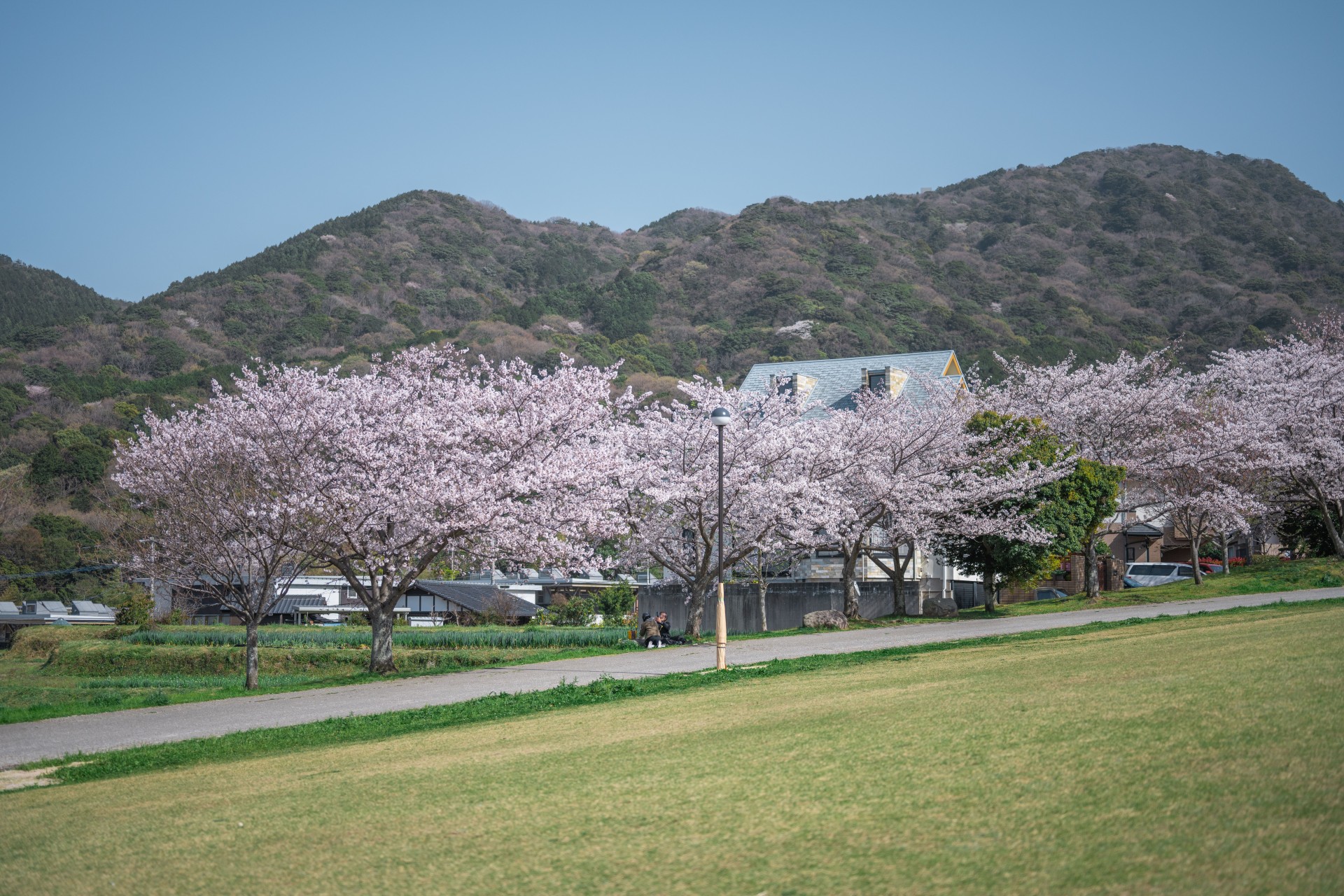 西油山公園　桜