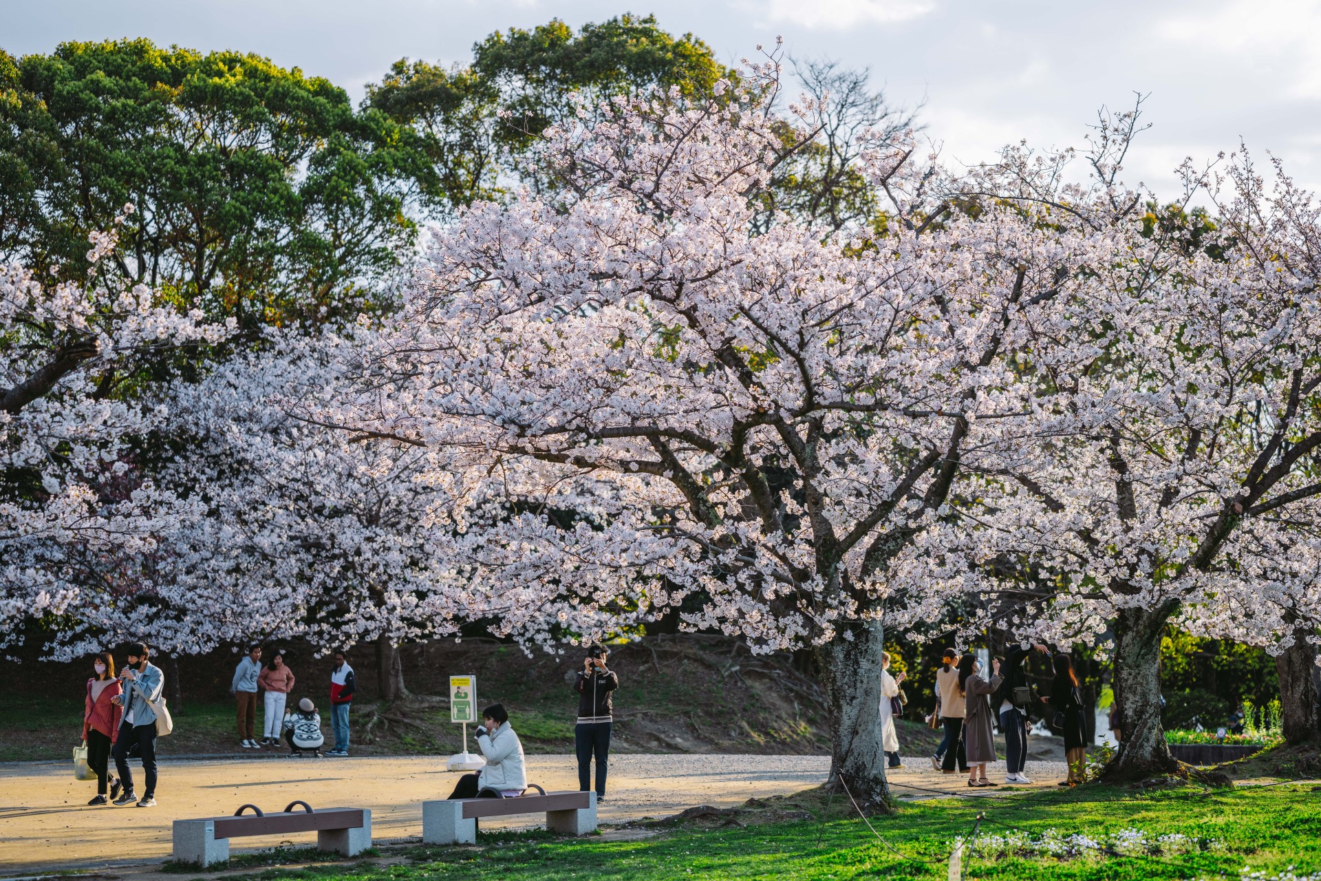 舞鶴公園の桜