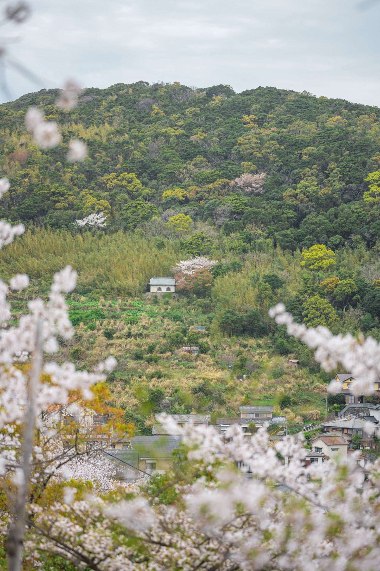 立山公園の桜