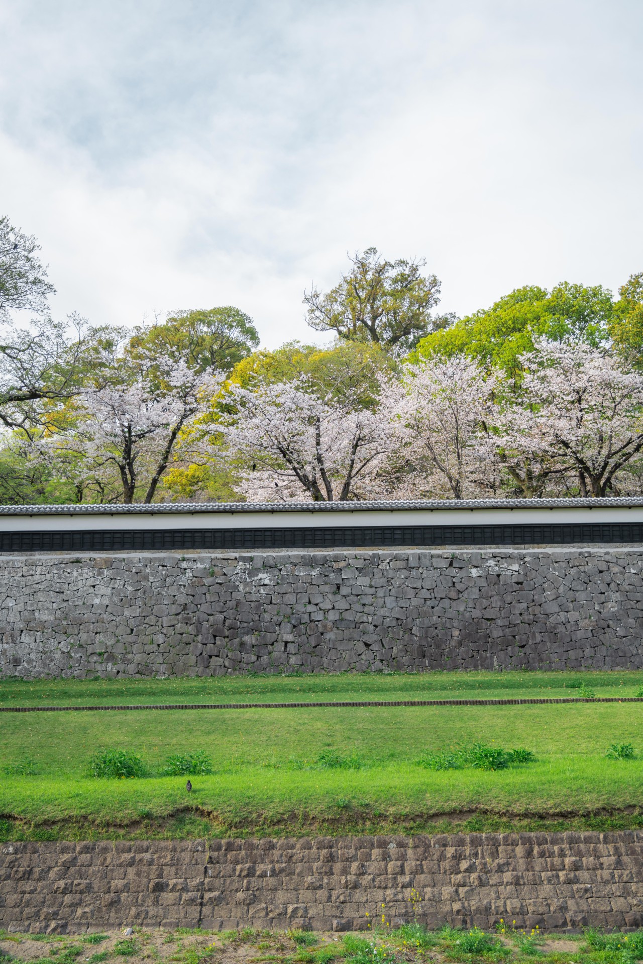 熊本城周辺　桜