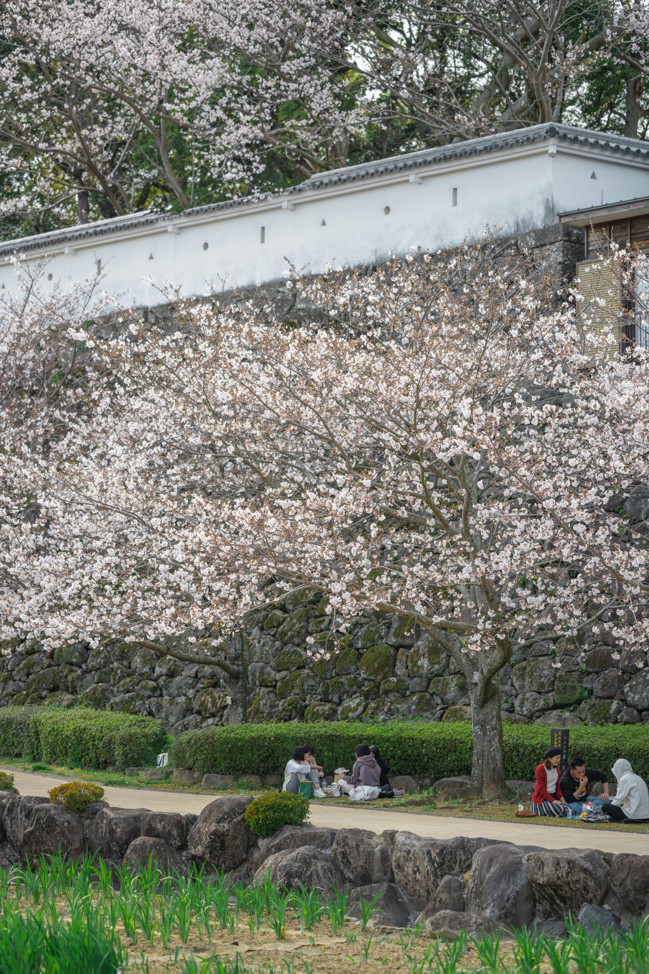 大村公園（玖島城跡）の桜