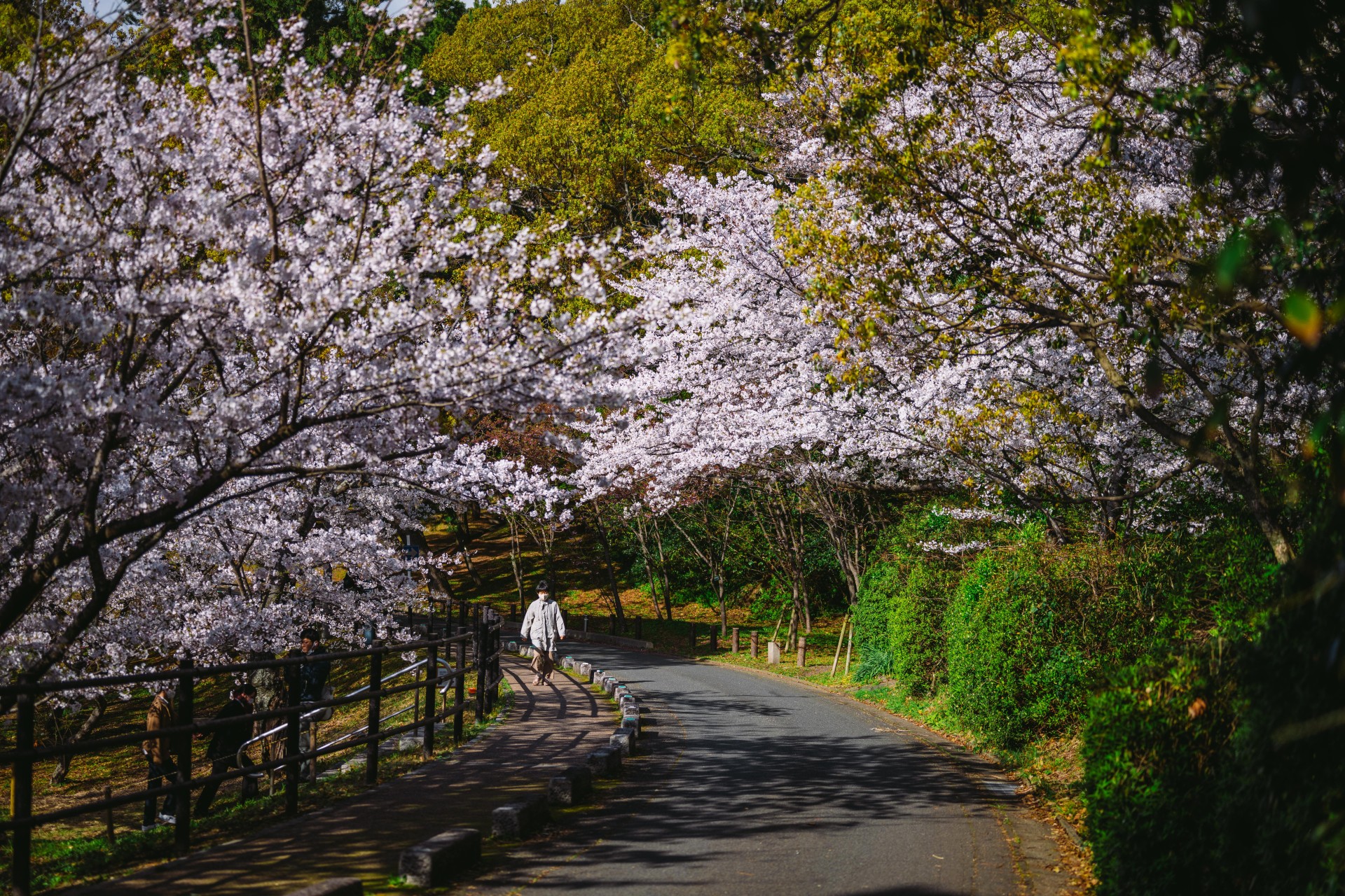 福岡市　西公園　桜