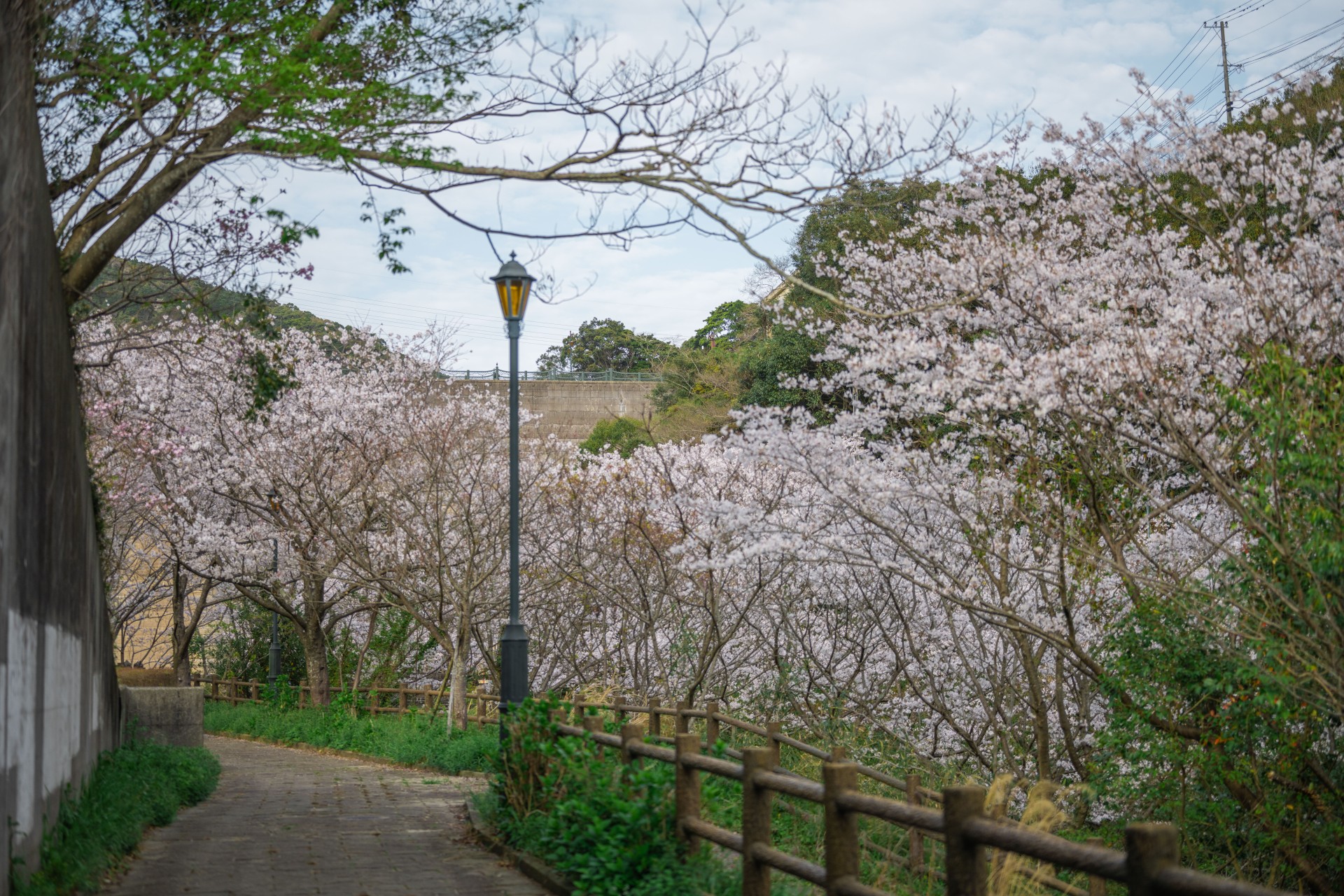 西山ダム下流公園　桜