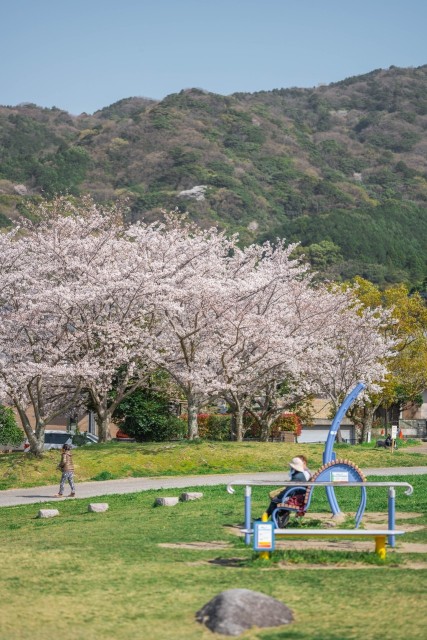 西油山公園　桜