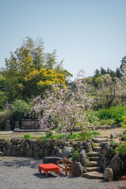 法華原華庭園のしだれ桜