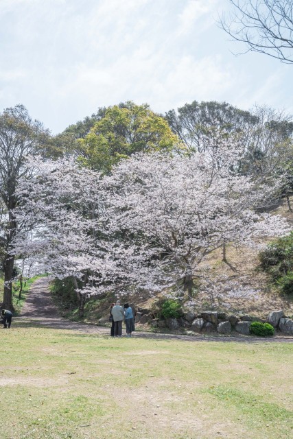 さくらの里中央公園　桜