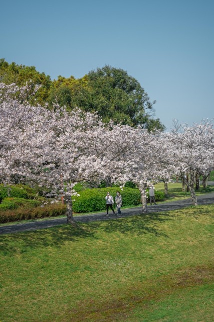 筑後川河川敷の桜