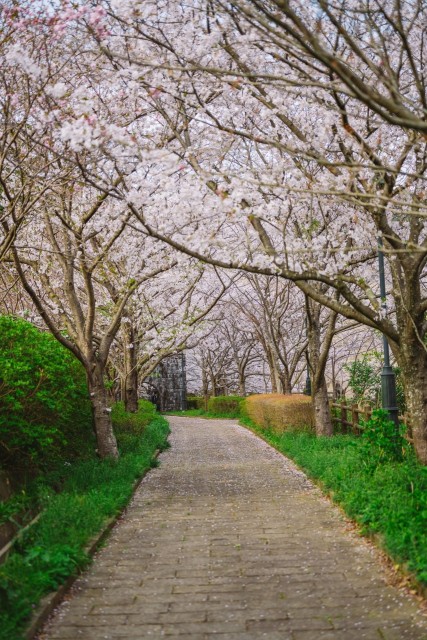 西山ダム下流公園　桜