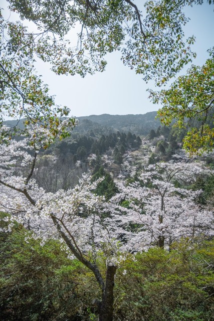 油山市民の森の桜