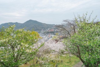 立山公園の桜