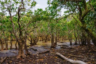 住用マングローブの原生林