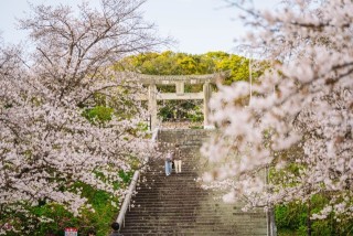 福岡市　西公園　桜