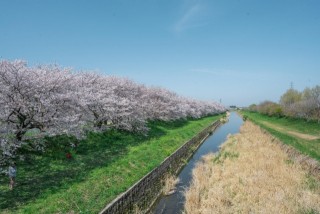 流川桜並木