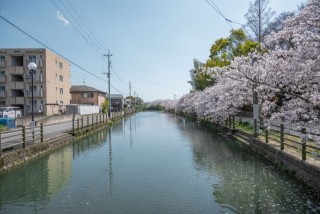 柳川川下り　桜