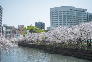 福岡市内　桜　天神中央公園周辺