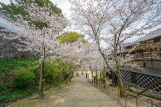 大村公園（玖島城跡）の桜