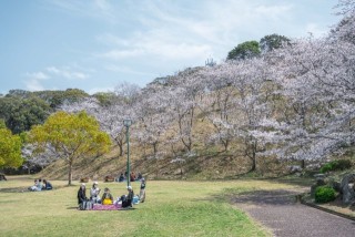 さくらの里中央公園　桜