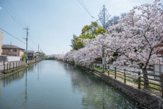 柳川川下り　桜
