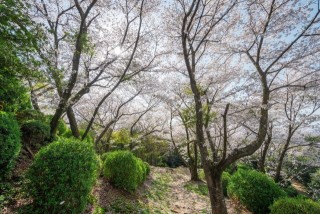 清水公園の桜