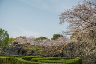 熊本城周辺　桜