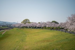 筑後川河川敷の桜